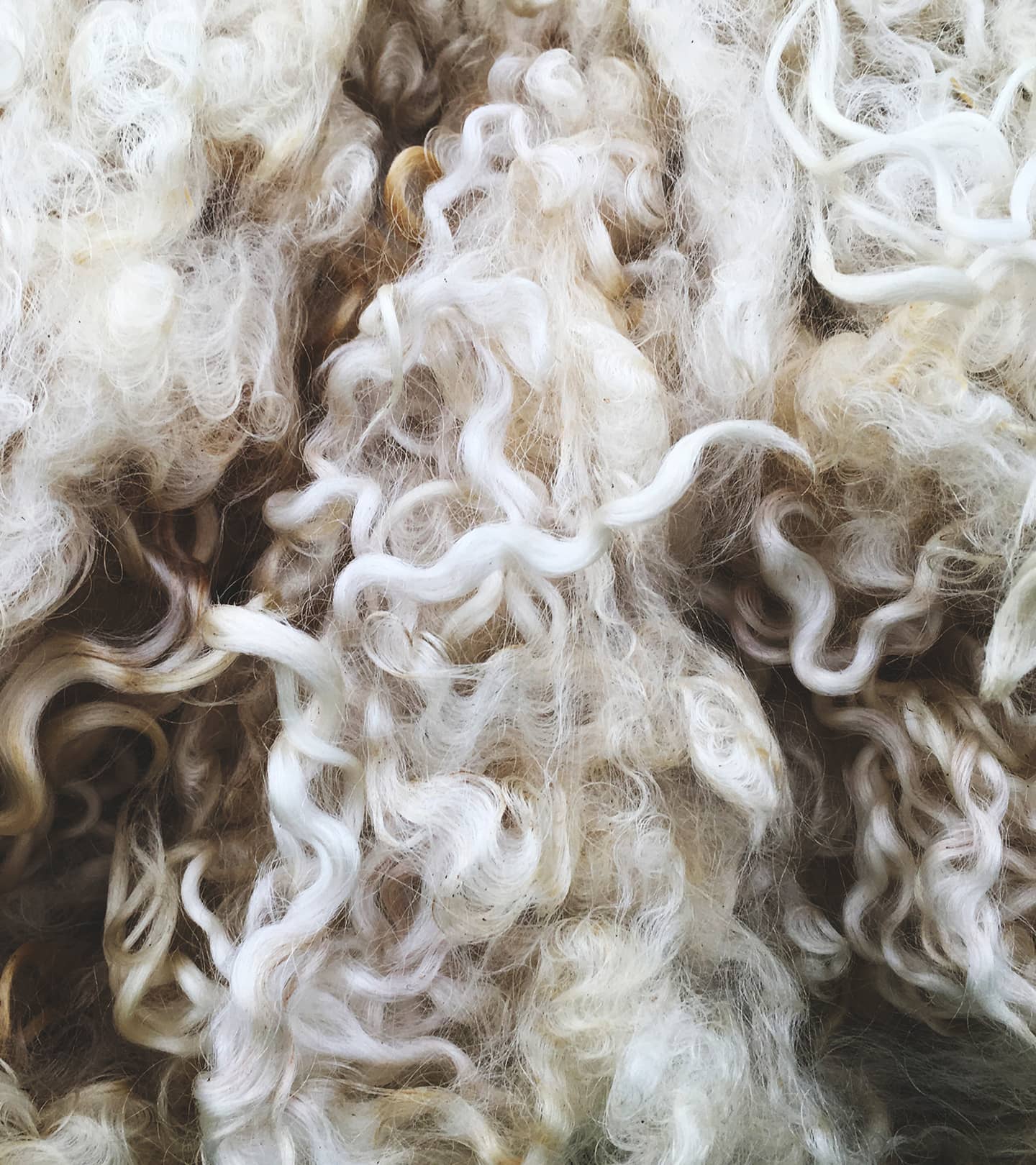 Wool_image 04